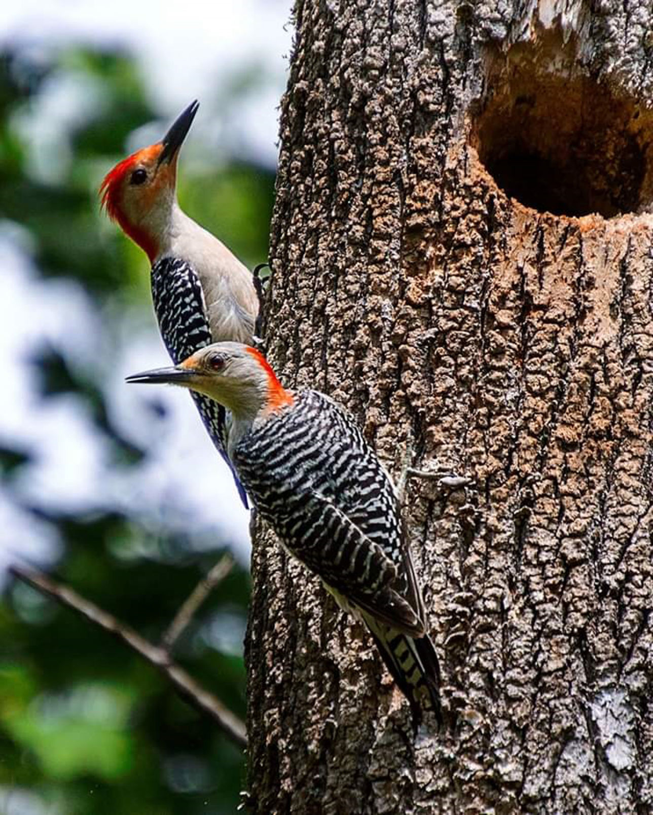 Woodpecker family